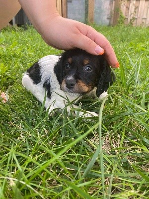 CHIOT (collier vert)