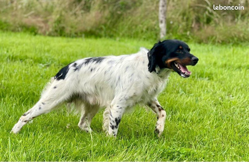 Sparrow Du Domaine Des Vicogne