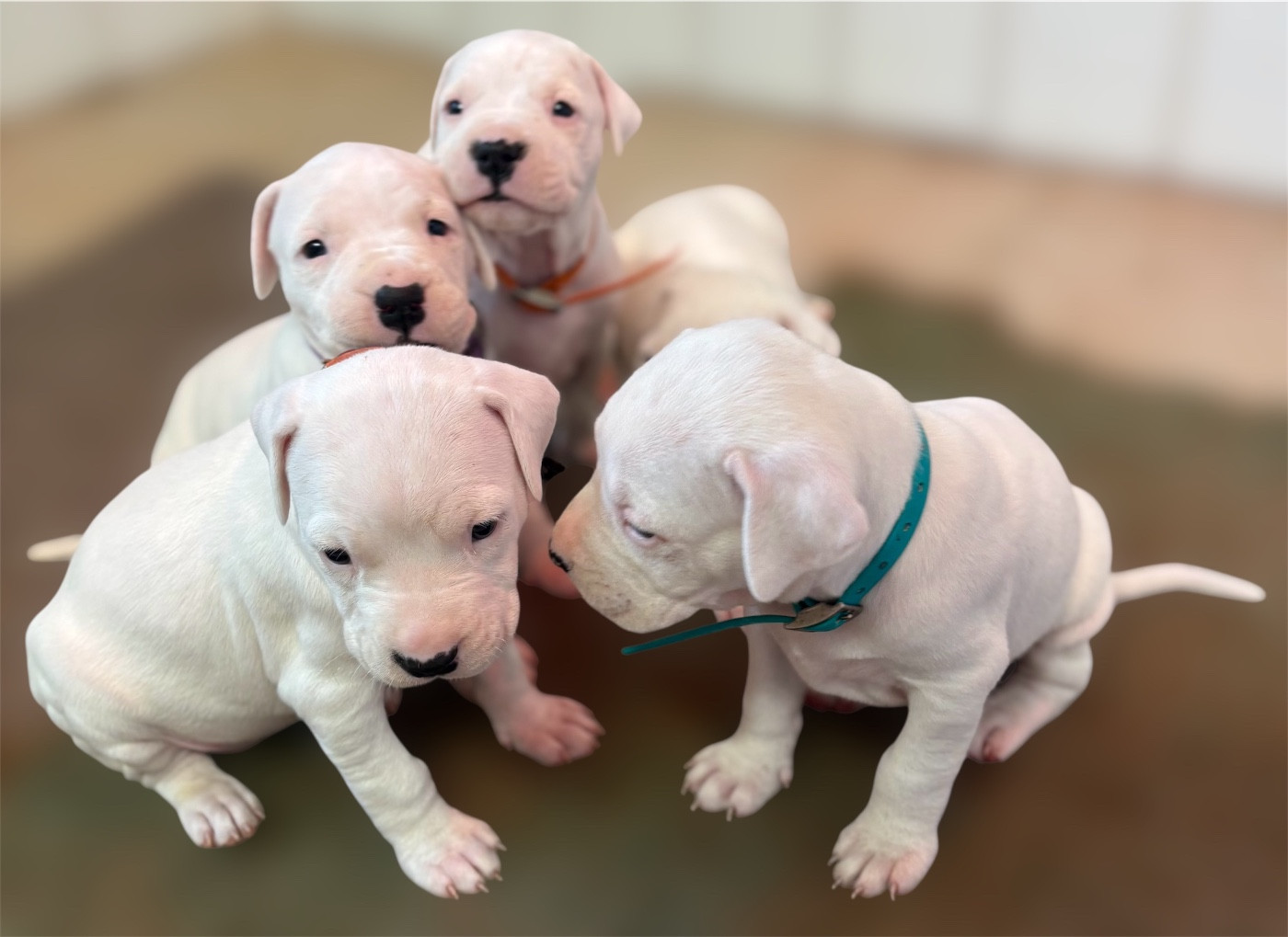 Chiot Dogo Argentino Du Domaine Des Vicogne