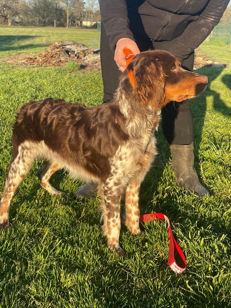 Chiot Epagneul Breton Du Domaine Des Vicogne